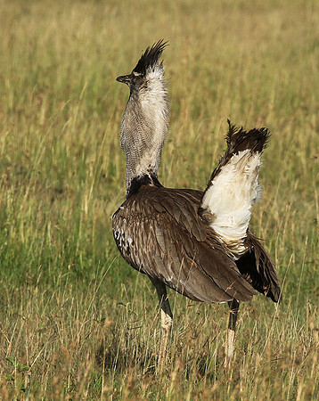 Kori bustard
