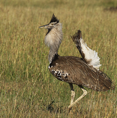Kori bustard