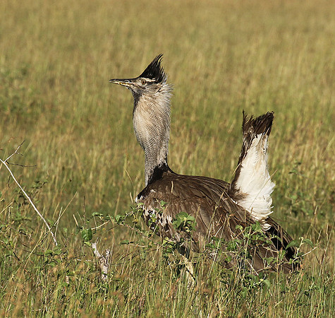 Kori bustard