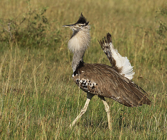 Kori bustard