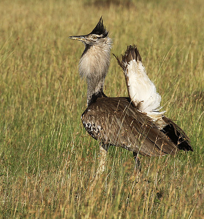 Kori bustard