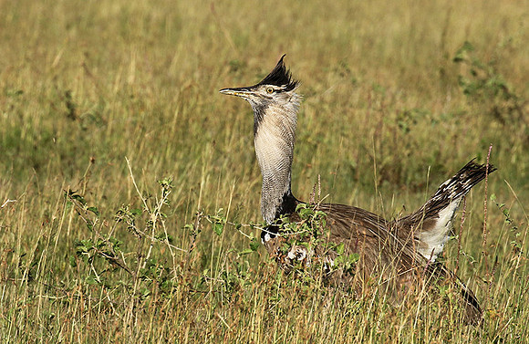 Kori bustard