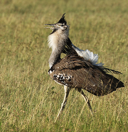 Kori bustard