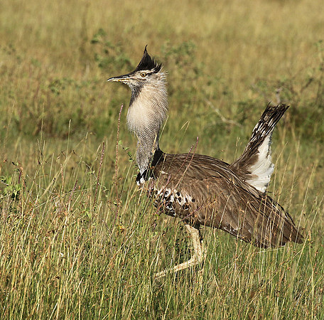 Kori bustard