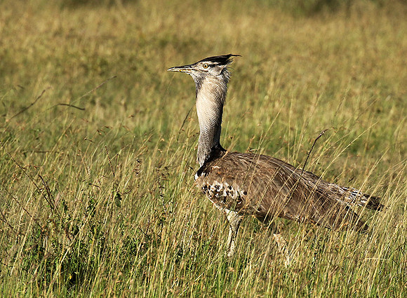 Kori bustard