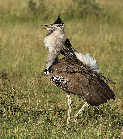 Kori bustard