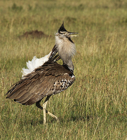 Kori bustard