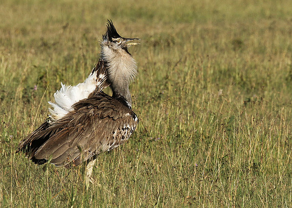 Kori bustard
