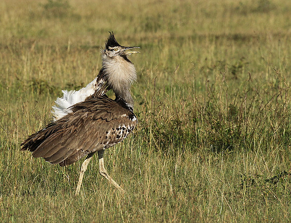 Kori bustard