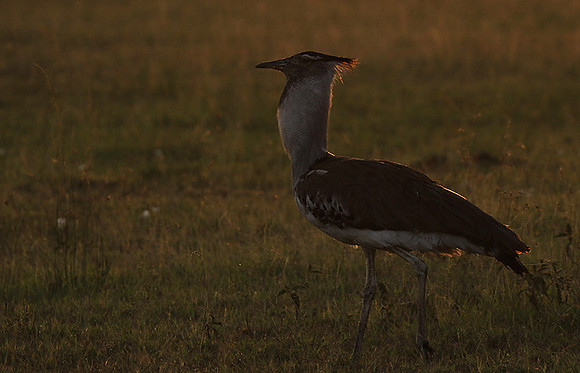 Kori bustard