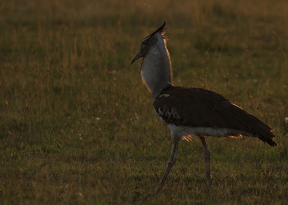 Kori bustard