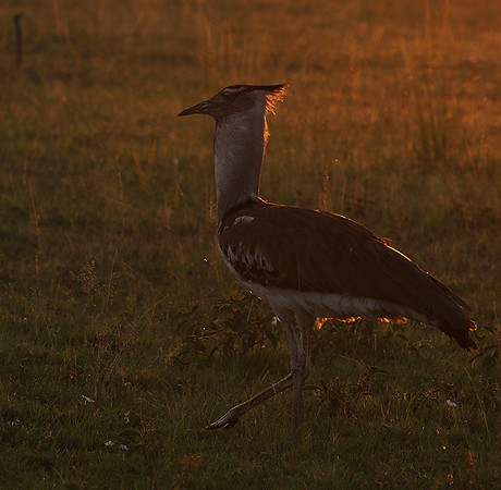 Kori bustard