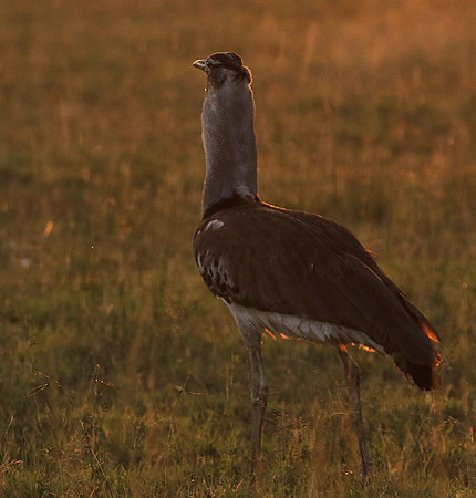 Kori bustard