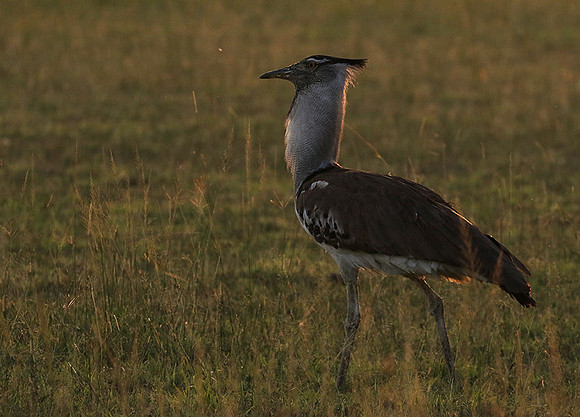 Kori bustard