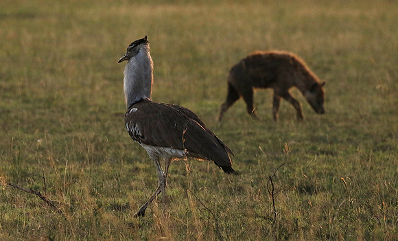 Kori bustard