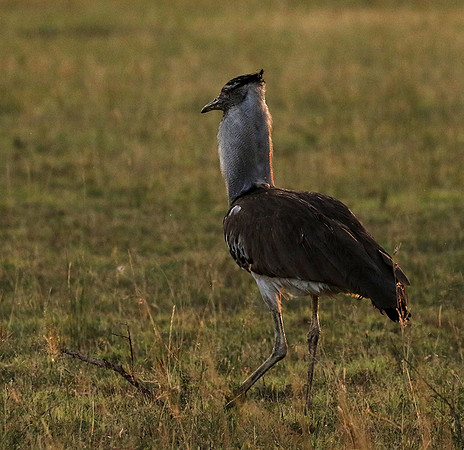 Kori bustard