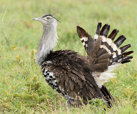 Kori bustard