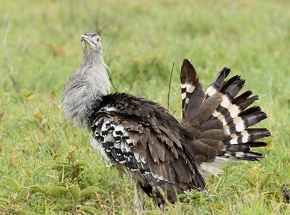 Kori bustard