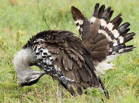 Kori bustard