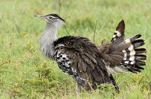 Kori bustard