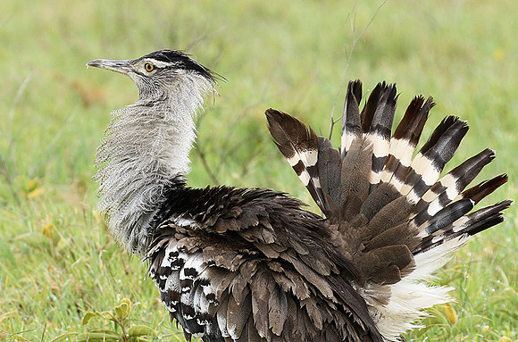 Kori bustard