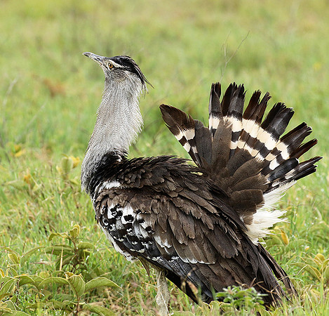 Kori bustard