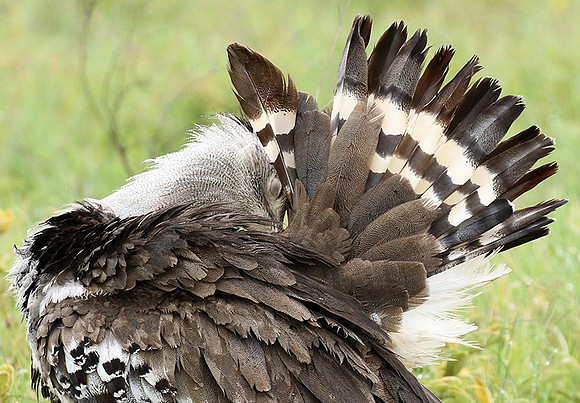 Kori bustard