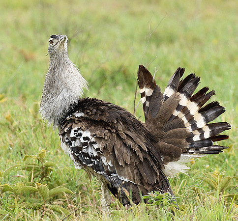 Kori bustard