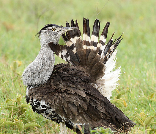 Kori bustard