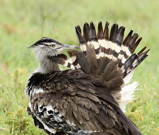 Kori bustard