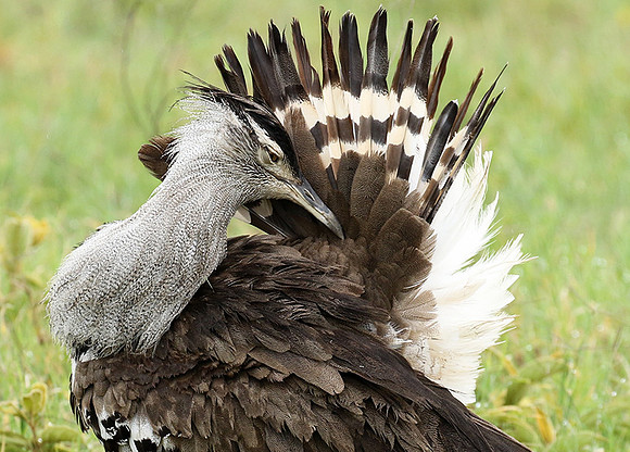 Kori bustard