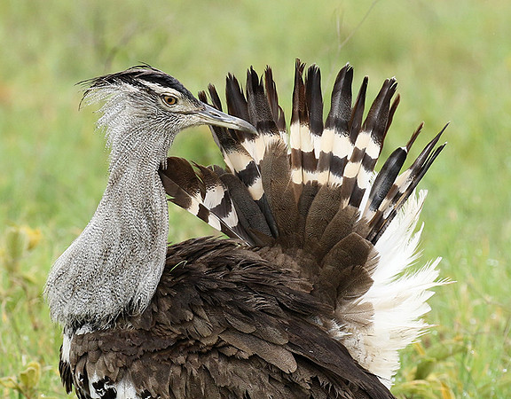 Kori bustard
