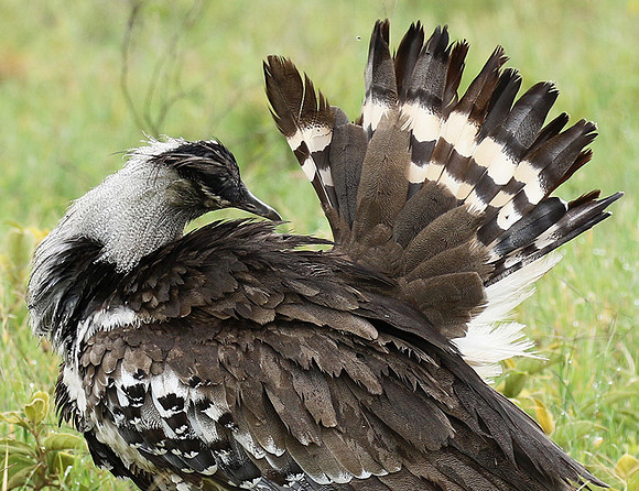 Kori bustard