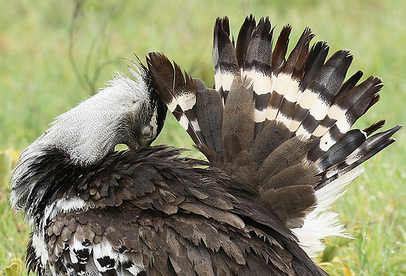 Kori bustard