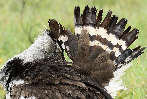 Kori bustard