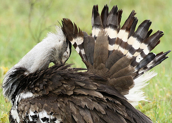 Kori bustard
