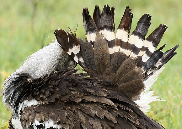 Kori bustard