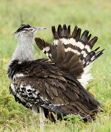 Kori bustard