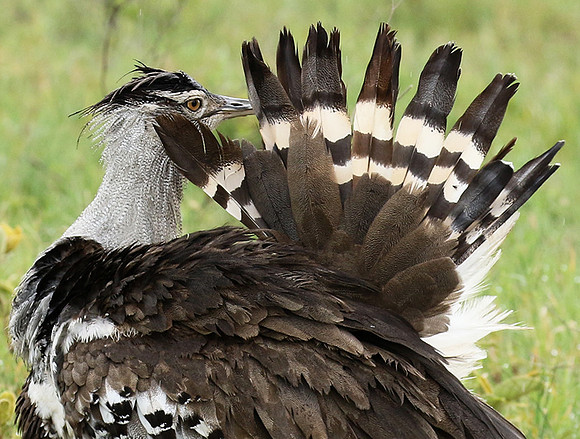Kori bustard