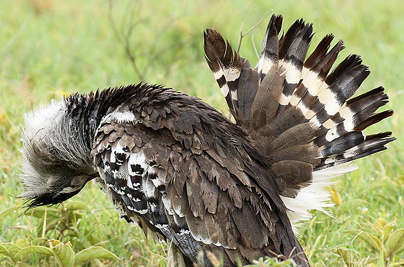 Kori bustard