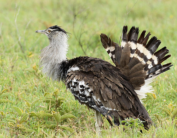 Kori bustard