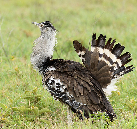 Kori bustard