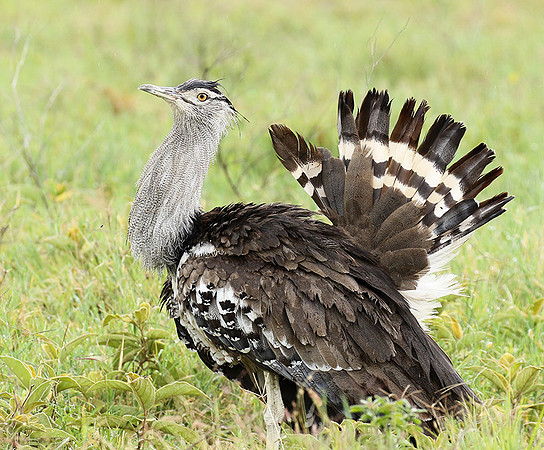Kori bustard