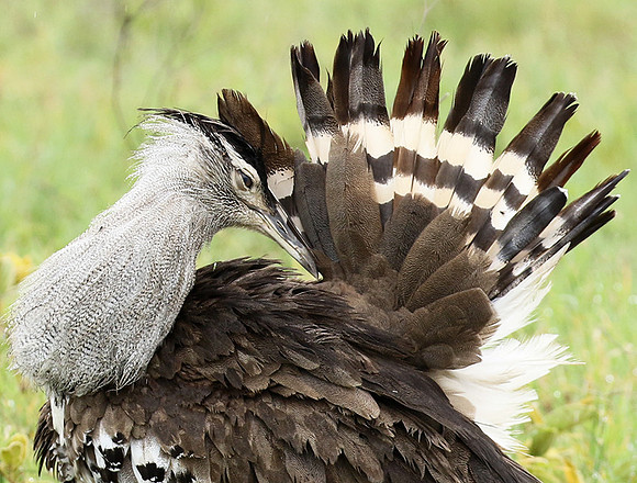Kori bustard