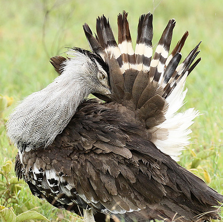 Kori bustard