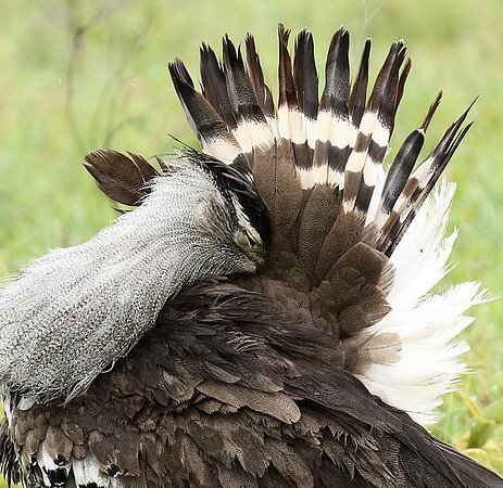 Kori bustard