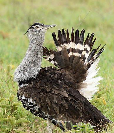 Kori bustard