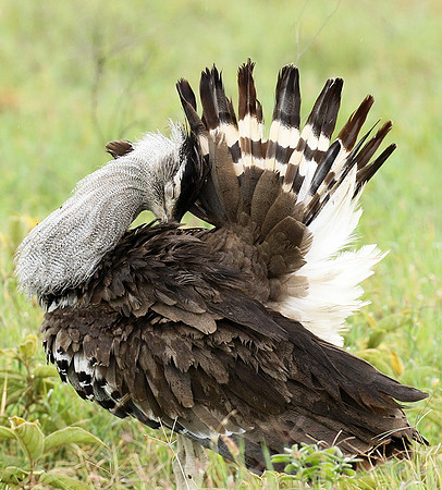 Kori bustard