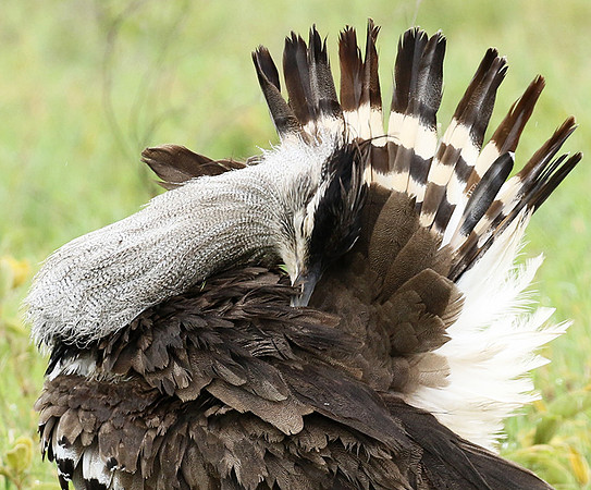 Kori bustard