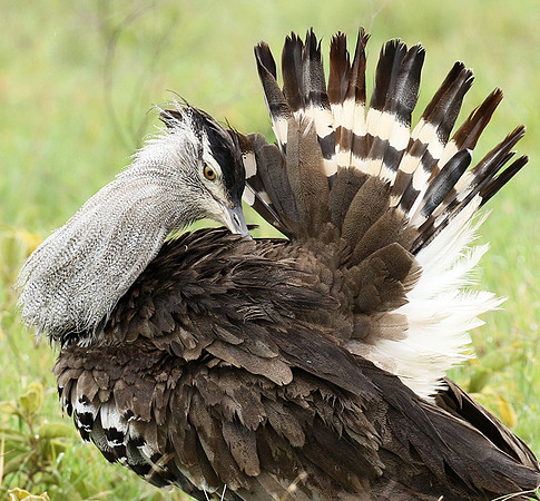 Kori bustard
